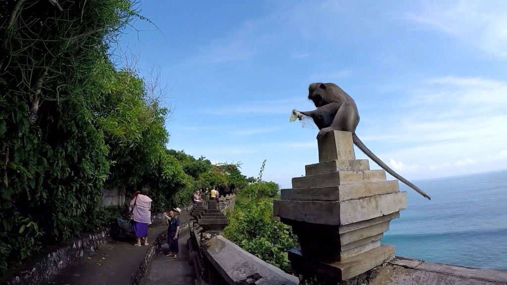 Monkey in Pura Luhur Batukaru Temple